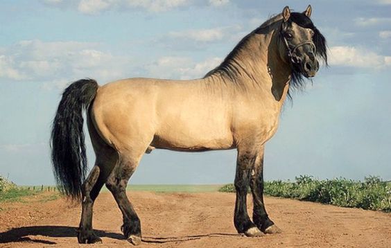 Vyatka breed of horses: character, height at the withers