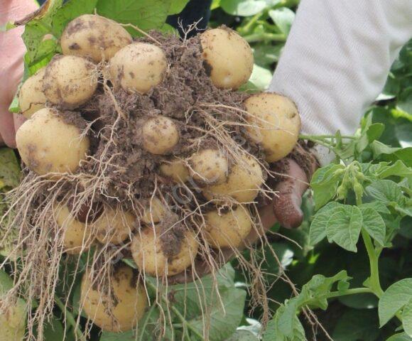 Vympel potato variety: characteristics and description, photos, reviews