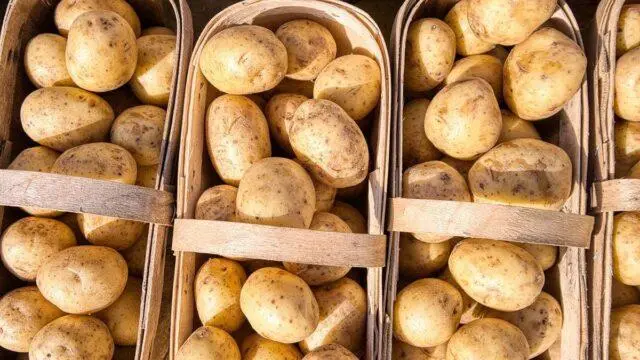 Vympel potato variety: characteristics and description, photos, reviews