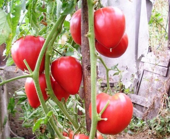 Walford Miracle Tomato: reviews, photos, yield