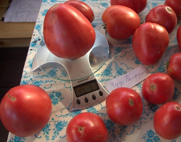 Walford Miracle Tomato: reviews, photos, yield