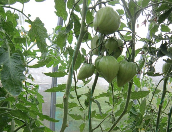 Walford Miracle Tomato: reviews, photos, yield