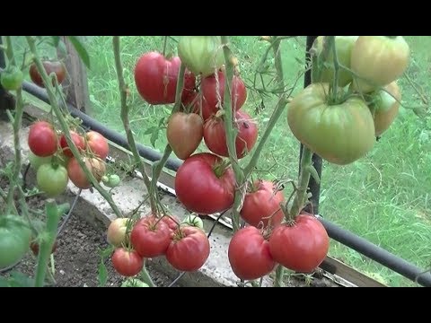 Walford Miracle Tomato: reviews, photos, yield