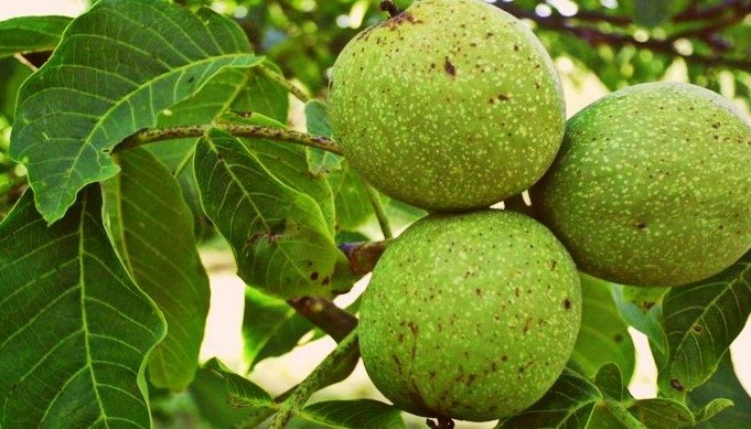 Walnut: description, characteristics, useful properties