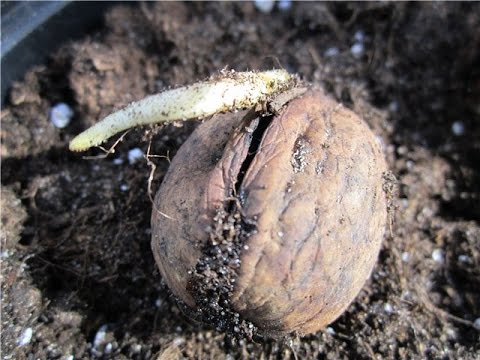 Walnut: description, characteristics, useful properties