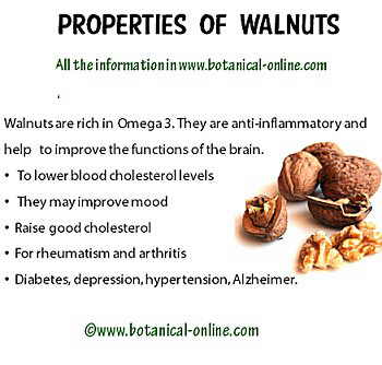 Walnut: description, characteristics, useful properties