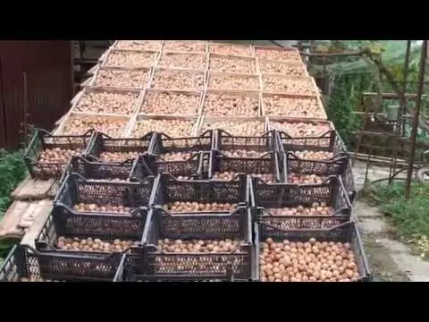 Walnut Ideal: planting, care and cultivation