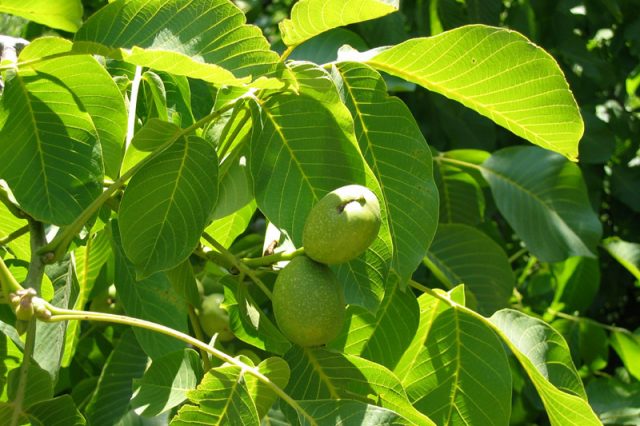 Walnut leaves: useful properties and contraindications