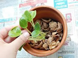 Walnut shell in the garden