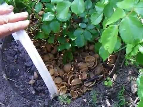 Walnut shell in the garden