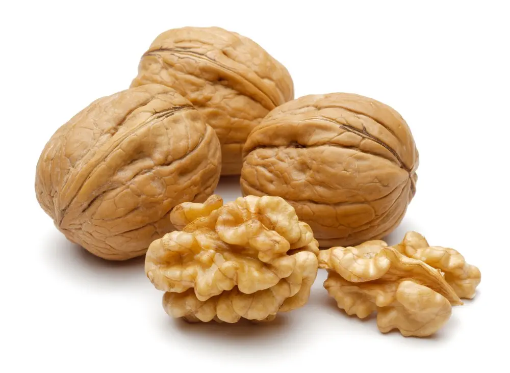 Walnuts prevent the development of Alzheimer&#8217;s disease