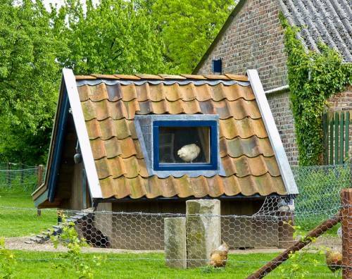 Warm chicken coop with your own hands 