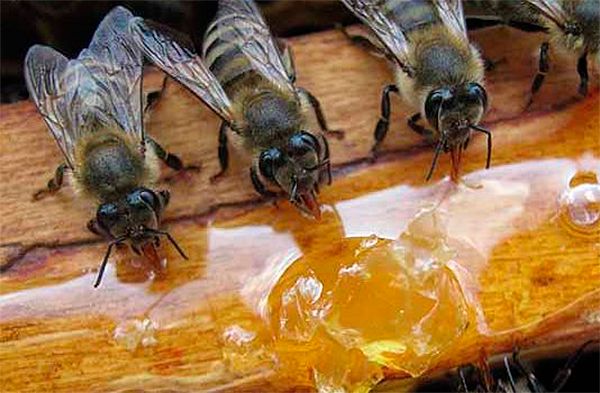 Warming hives for the winter