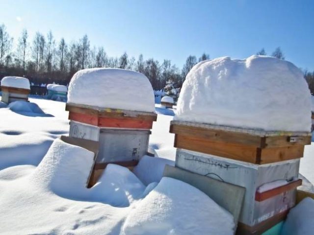 Warming hives for the winter