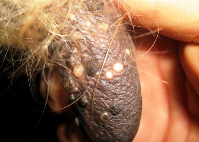 Warts in a cow on the udder: treatment, photo