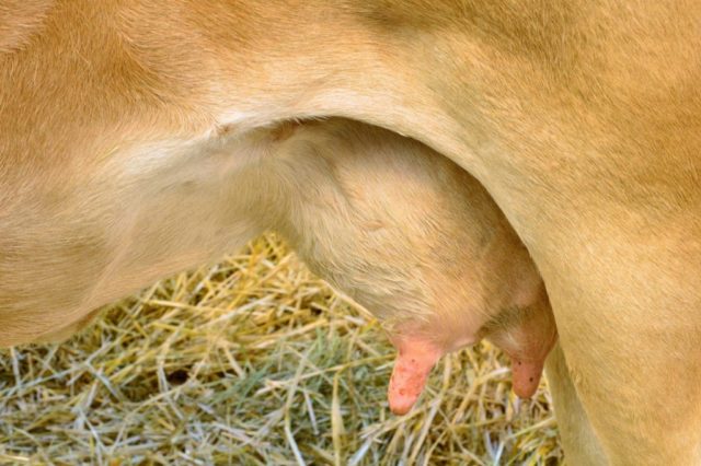 Warts in a cow on the udder: treatment, photo