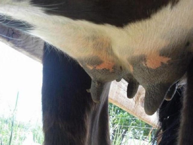 Warts in a cow on the udder: treatment, photo