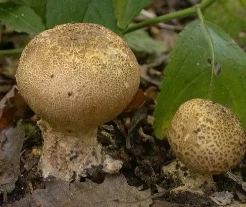 Warty puffball (Scleroderma verrucosum) photo and description