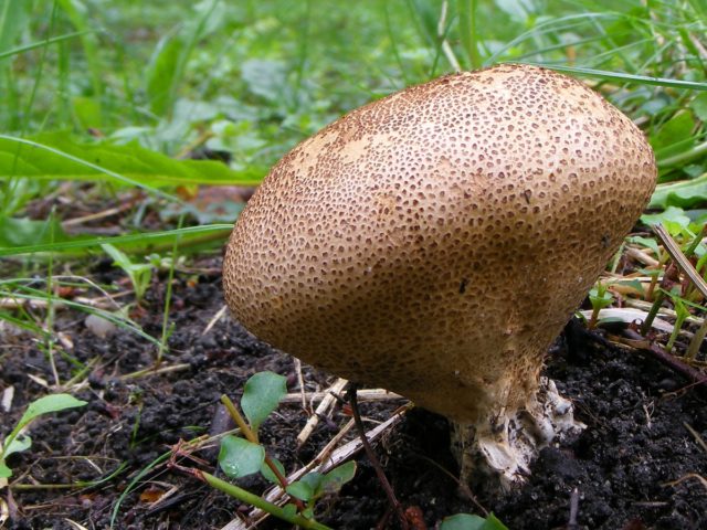 Warty raincoat: description and photo