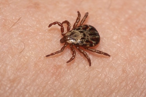 Watch out for ticks in cities