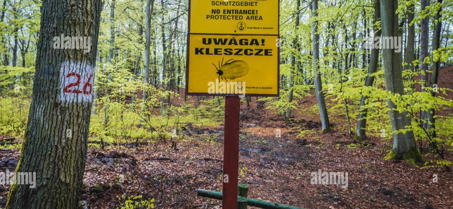 Watch out for ticks. They have already appeared in Polish forests