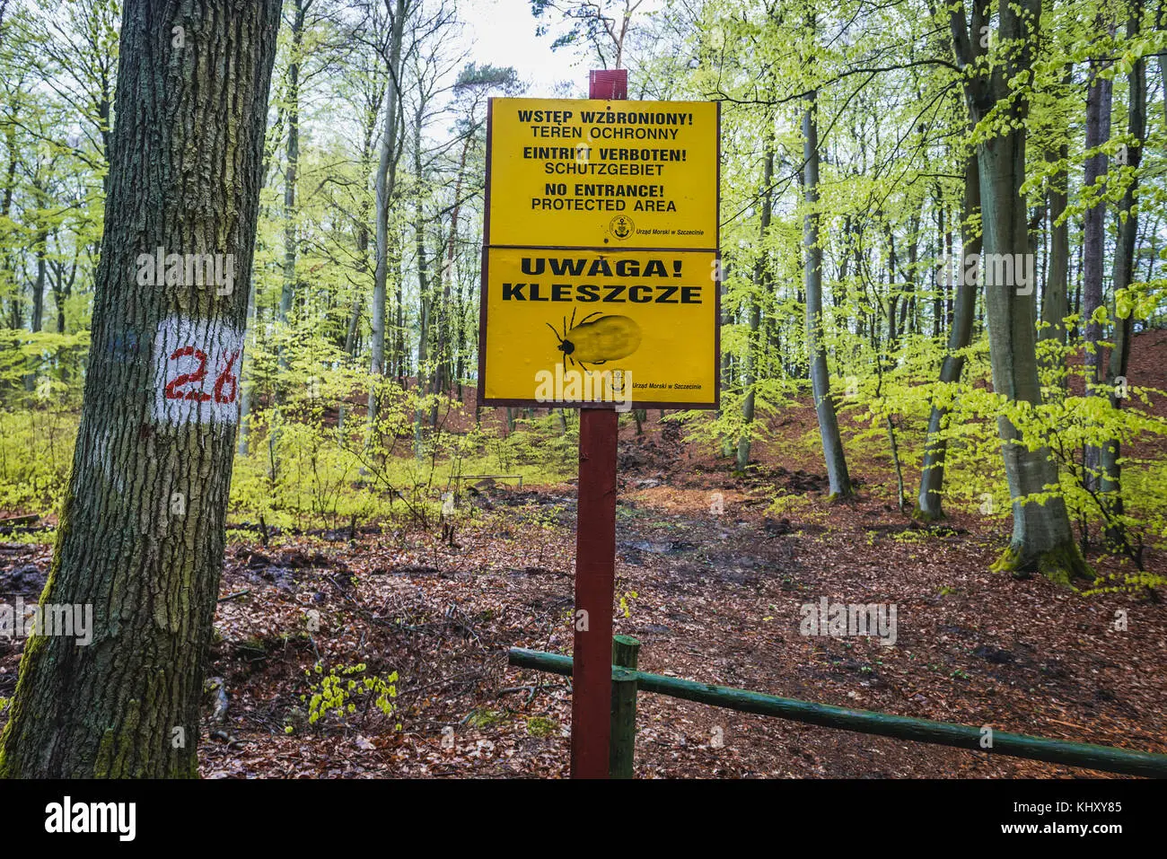 Watch out for ticks. They have already appeared in Polish forests