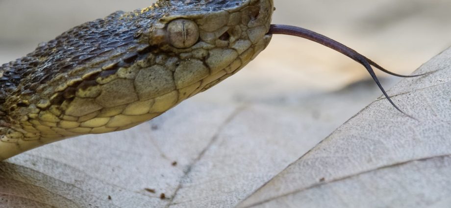 Watch out for vipers! What is the risk of being bitten and how to avoid it? Check for your own good