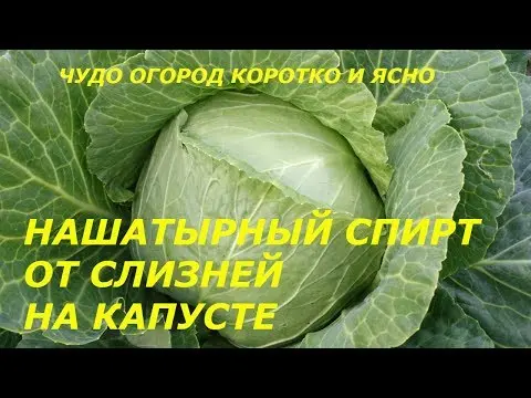 Water cabbage with ammonia: proportions and watering technique