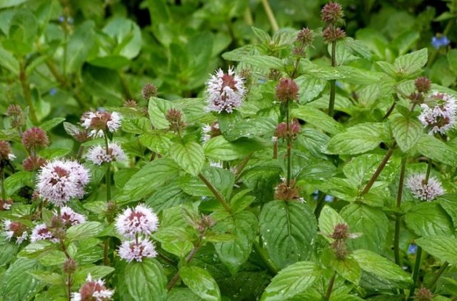 Water mint (water): photo, description, useful properties and contraindications