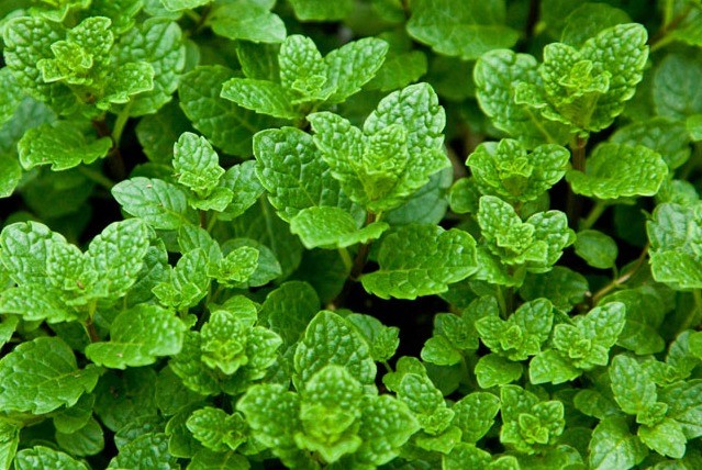 Water mint (water): photo, description, useful properties and contraindications