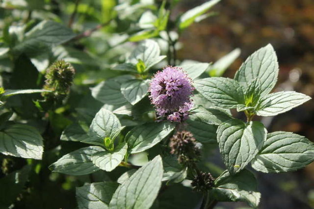 Water mint (water): photo, description, useful properties and contraindications