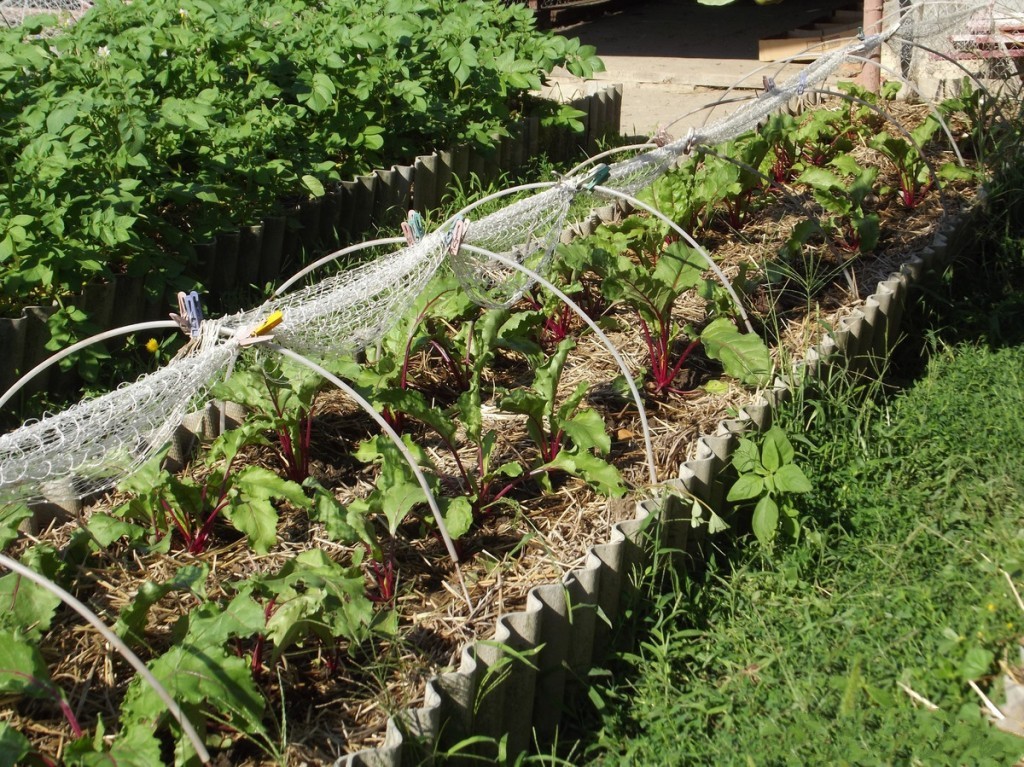 Water the beets correctly for a rich harvest