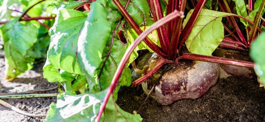 Water the beets correctly for a rich harvest