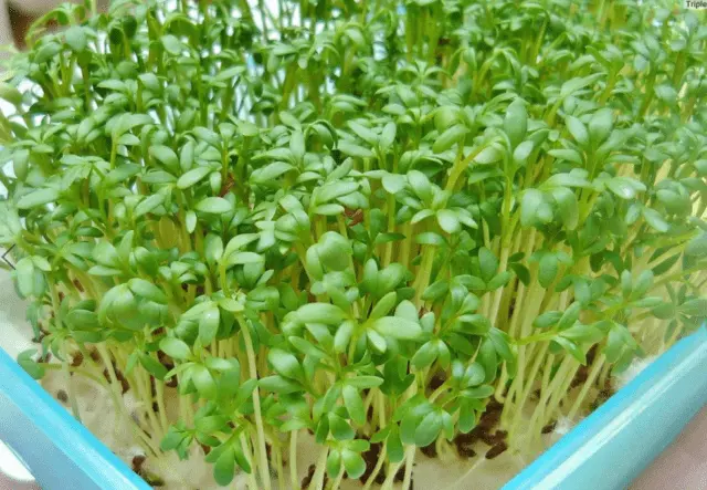 Watercress microgreens: benefits and harms, photo, how to grow, taste, how much it grows