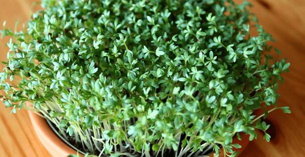 Watercress microgreens: benefits and harms, photo, how to grow, taste, how much it grows