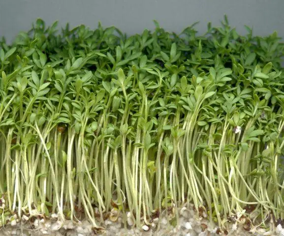 Watercress microgreens: benefits and harms, photo, how to grow, taste, how much it grows