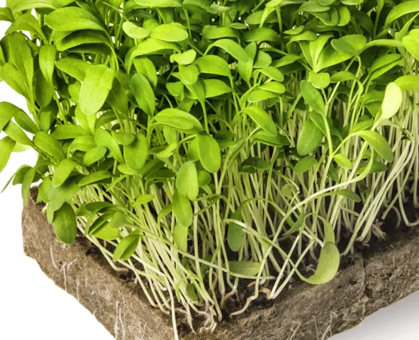 Watercress microgreens: benefits and harms, photo, how to grow, taste, how much it grows