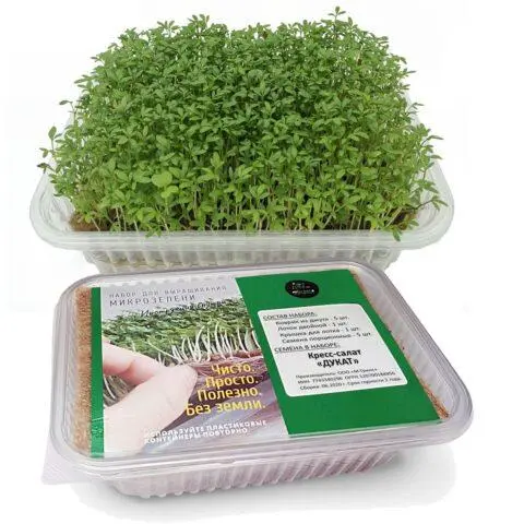 Watercress microgreens: benefits and harms, photo, how to grow, taste, how much it grows