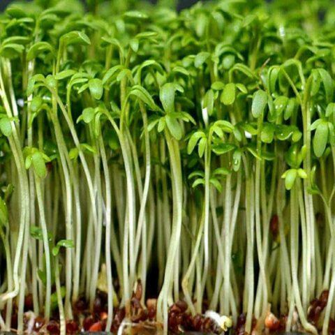 Watercress microgreens: benefits and harms, photo, how to grow, taste, how much it grows