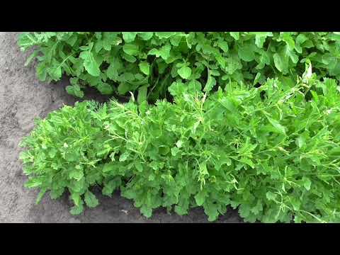 Watercress microgreens: benefits and harms, photo, how to grow, taste, how much it grows