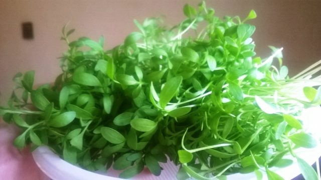 Watercress on the windowsill: how to grow at home