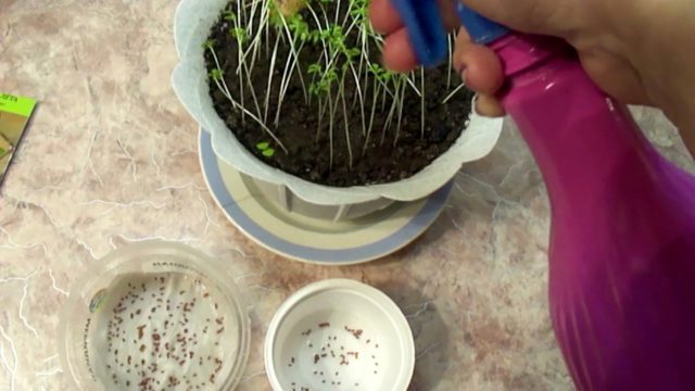 Watercress on the windowsill: how to grow at home