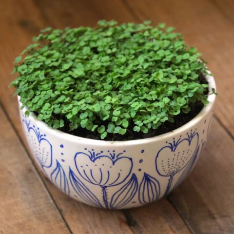 Watercress on the windowsill: how to grow at home