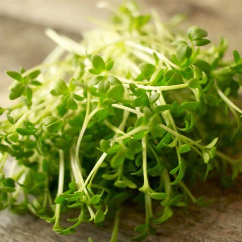 Watercress on the windowsill: how to grow at home