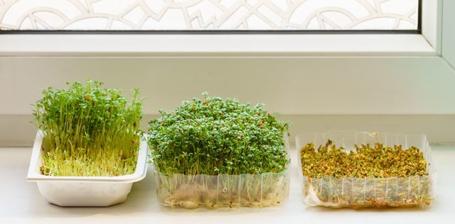 Watercress on the windowsill: how to grow at home