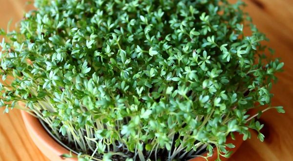 Watercress on the windowsill: how to grow yourself