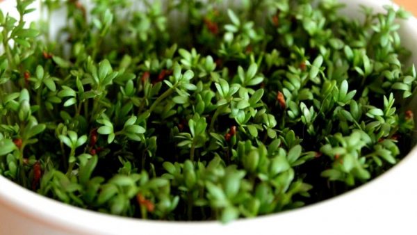 Watercress on the windowsill: how to grow yourself