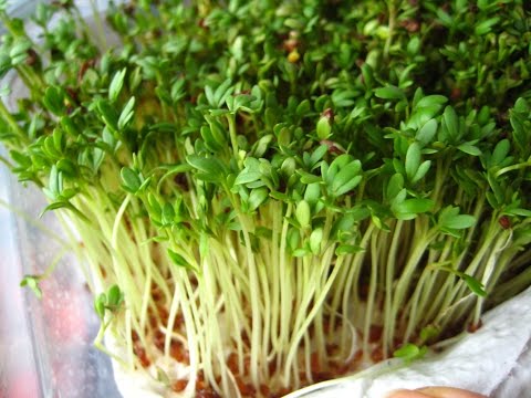 Watercress on the windowsill: how to grow yourself