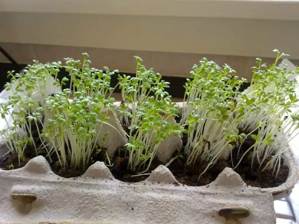 Watercress on the windowsill: how to grow yourself