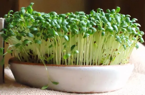 Watercress on the windowsill: how to grow yourself